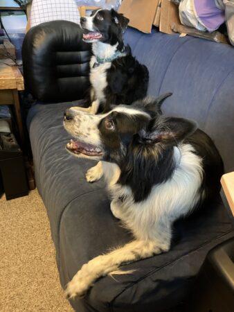 Photo of my two border collies